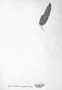 Puccinia recondita image